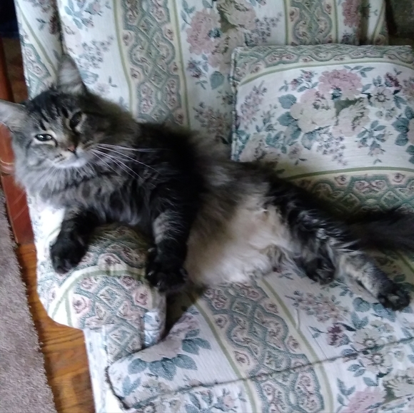 Shannon's LIVE SHOW LISTING - Picture 7 of 9